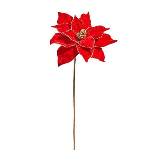 Gold Edge Red Poinsettia Steam