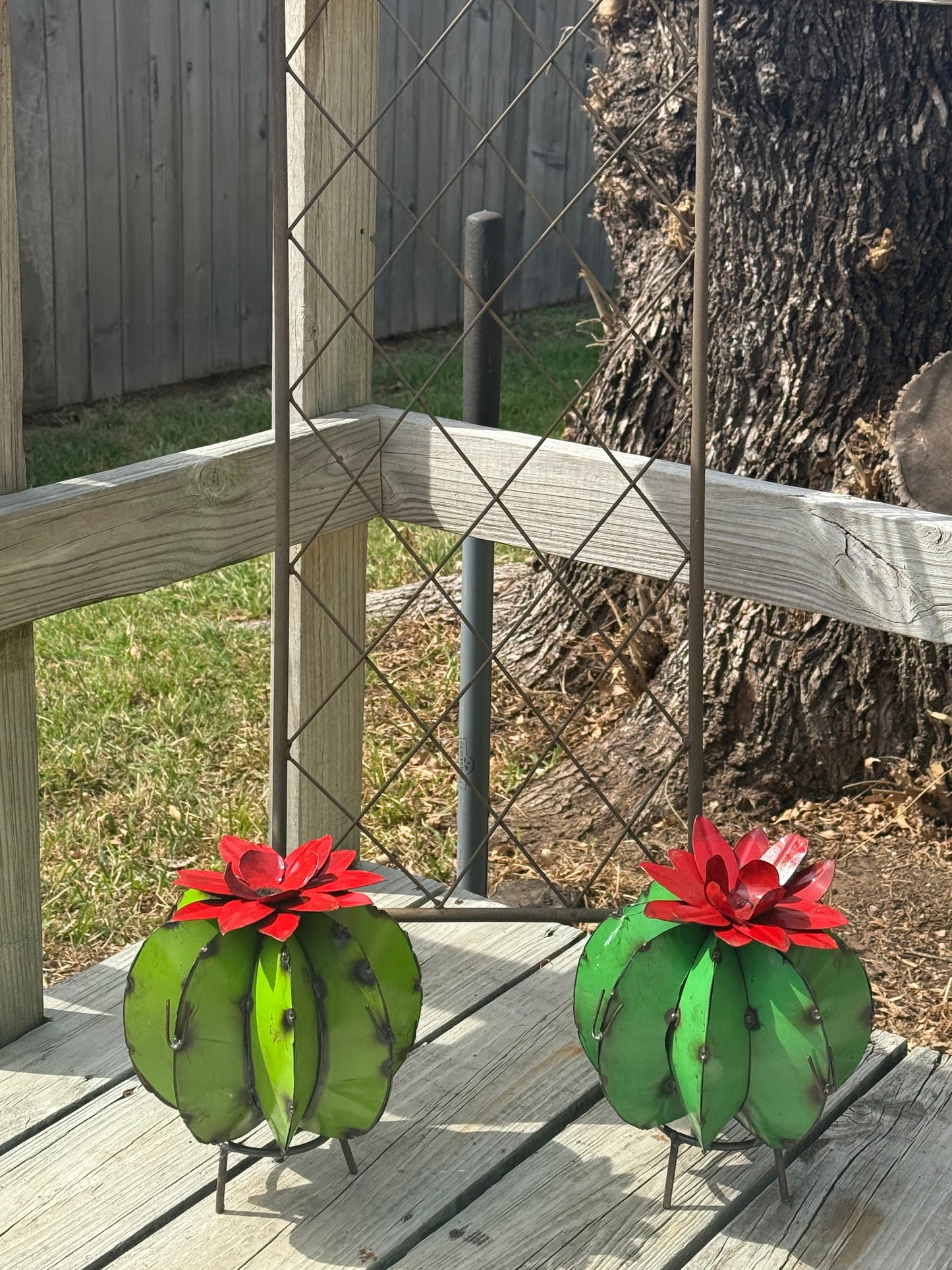 Barrel Cactus with Flower
