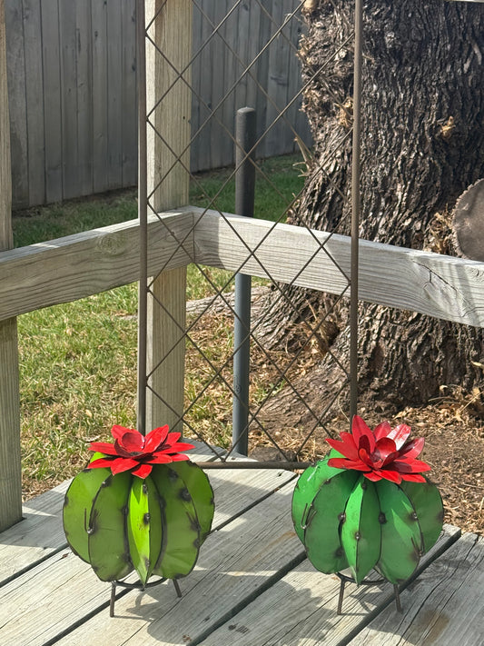 Barrel Cactus with Flower