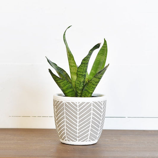 4.75" Chevron Pot