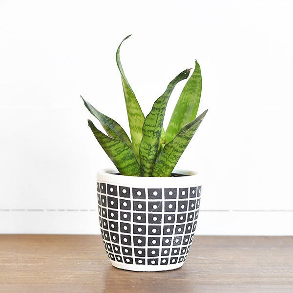 4.75" Dot Stripe Pot